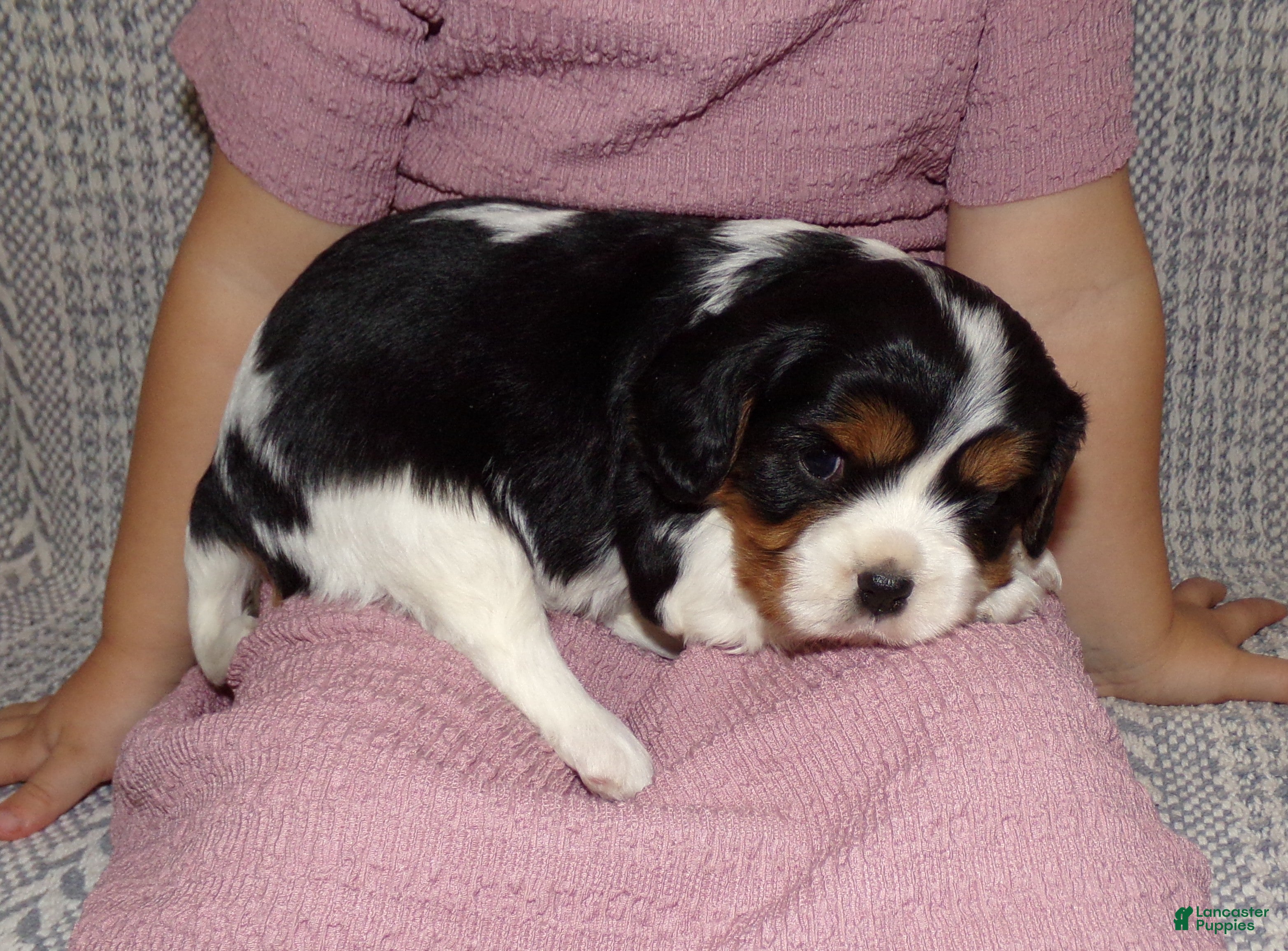 Cavalier King Charles Spaniel dogs Ellie - Ad 2