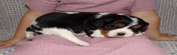 Cavalier King Charles Spaniel dogs for sale: Cavalier King Charles Spaniel Puppy 3 - Ad 10