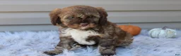 Cavapoo dogs for sale: Jaxson - Ad 5