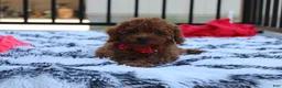 Toy Poodle dogs for sale: Toy PoodleKoda 1 - Ad 6