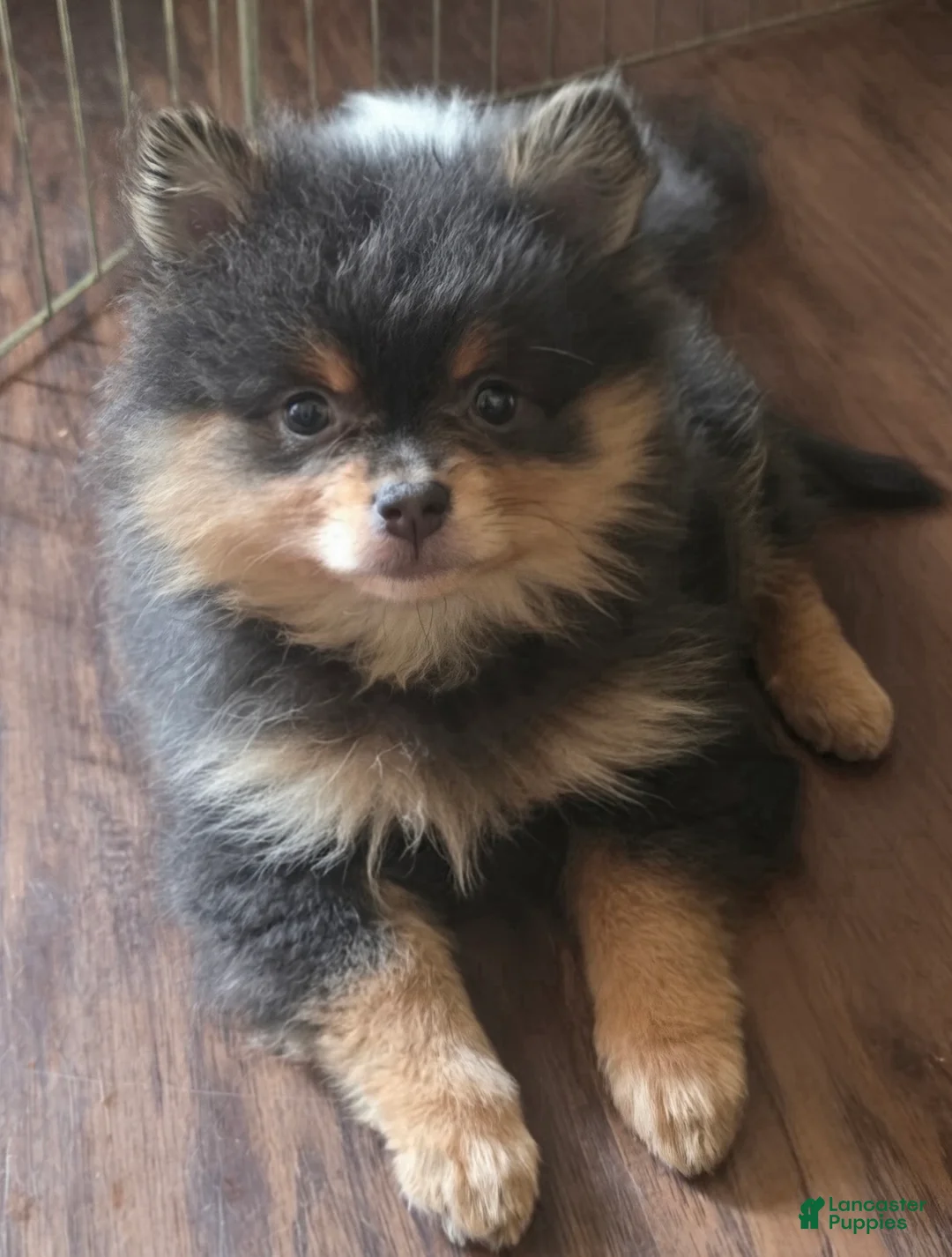 Pomeranian dogs for sale: Pomeranian 2 - Ad 2