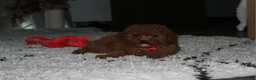 Toy Poodle dogs for sale: Theo - Ad 5