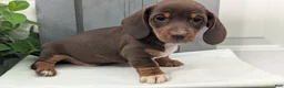Miniature Dachshund dogs for sale: Max - Ad 4