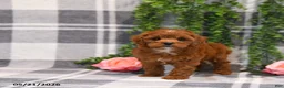 Cockapoo dogs for sale: Ervin - Ad 3