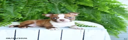 Boston Terrier dogs for sale: Freddie - Ad 3