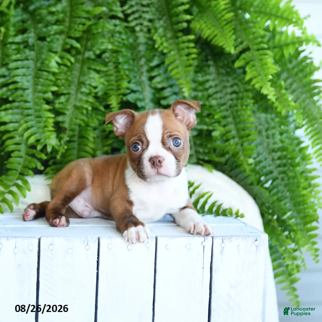 Boston Terrier dogs for sale: Freddie - Ad 3