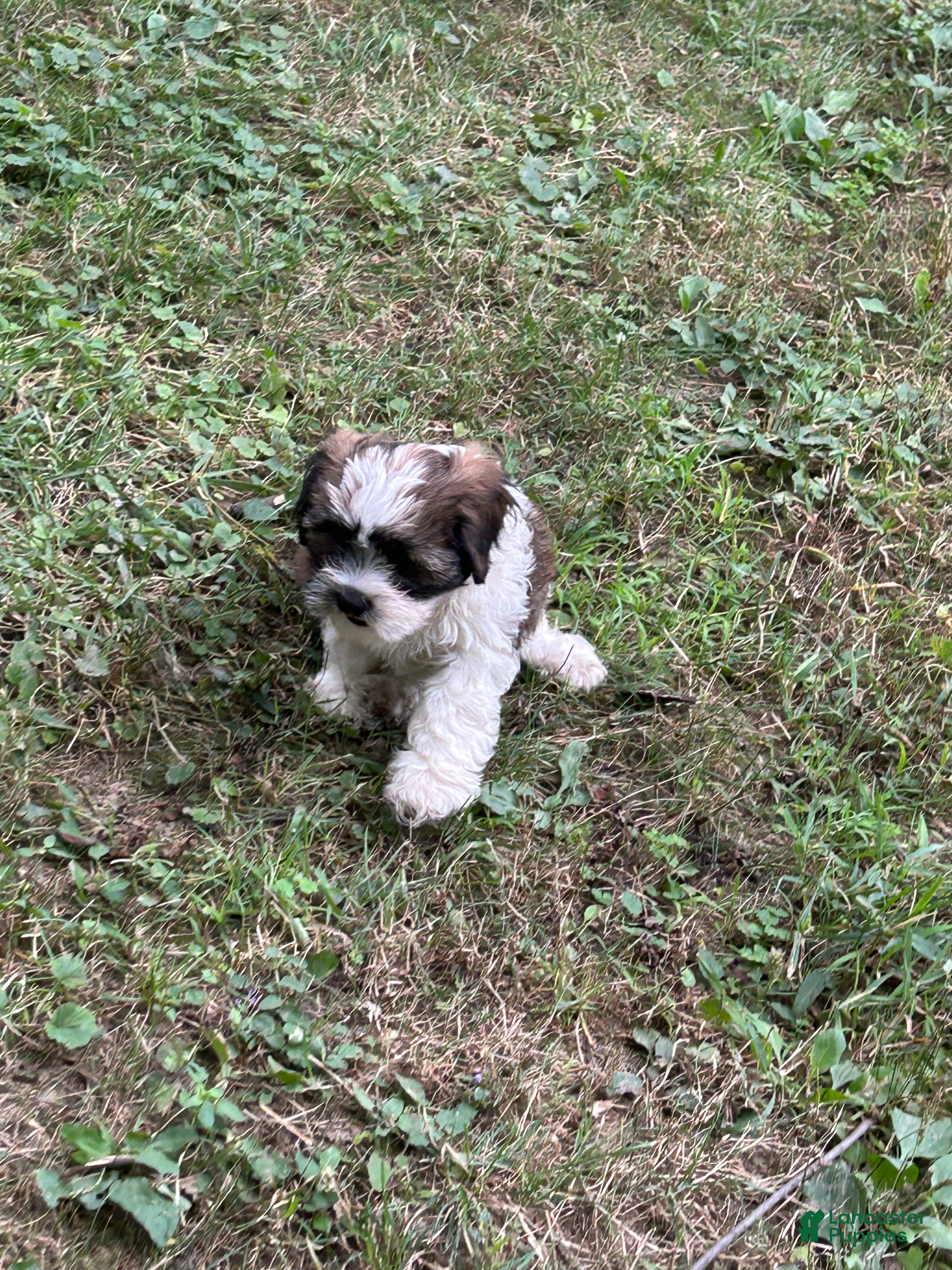 Teddy Bear dogs Cisco - Ad 40
