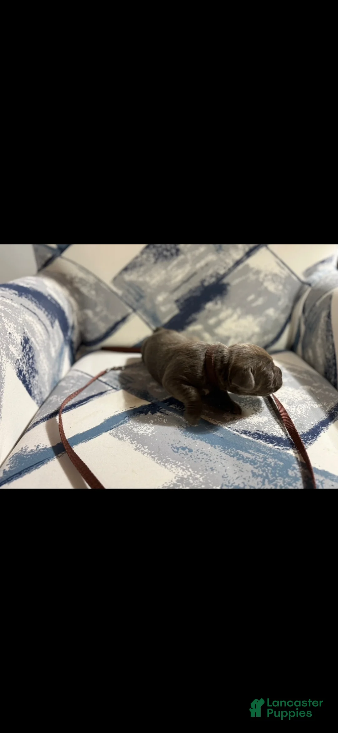 Cane Corso dogs for sale: Cane Corso Puppy 3 - Ad 3