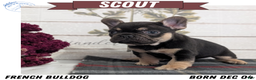 French Bulldog dogs for sale: Scout - Ad 1