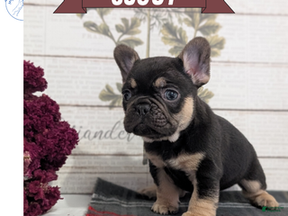 French Bulldog dogs Scout - Ad 4