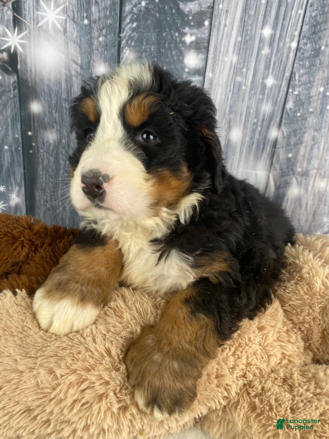 Bernese Mountain Dog dogs for sale: Sonny - Ad 6