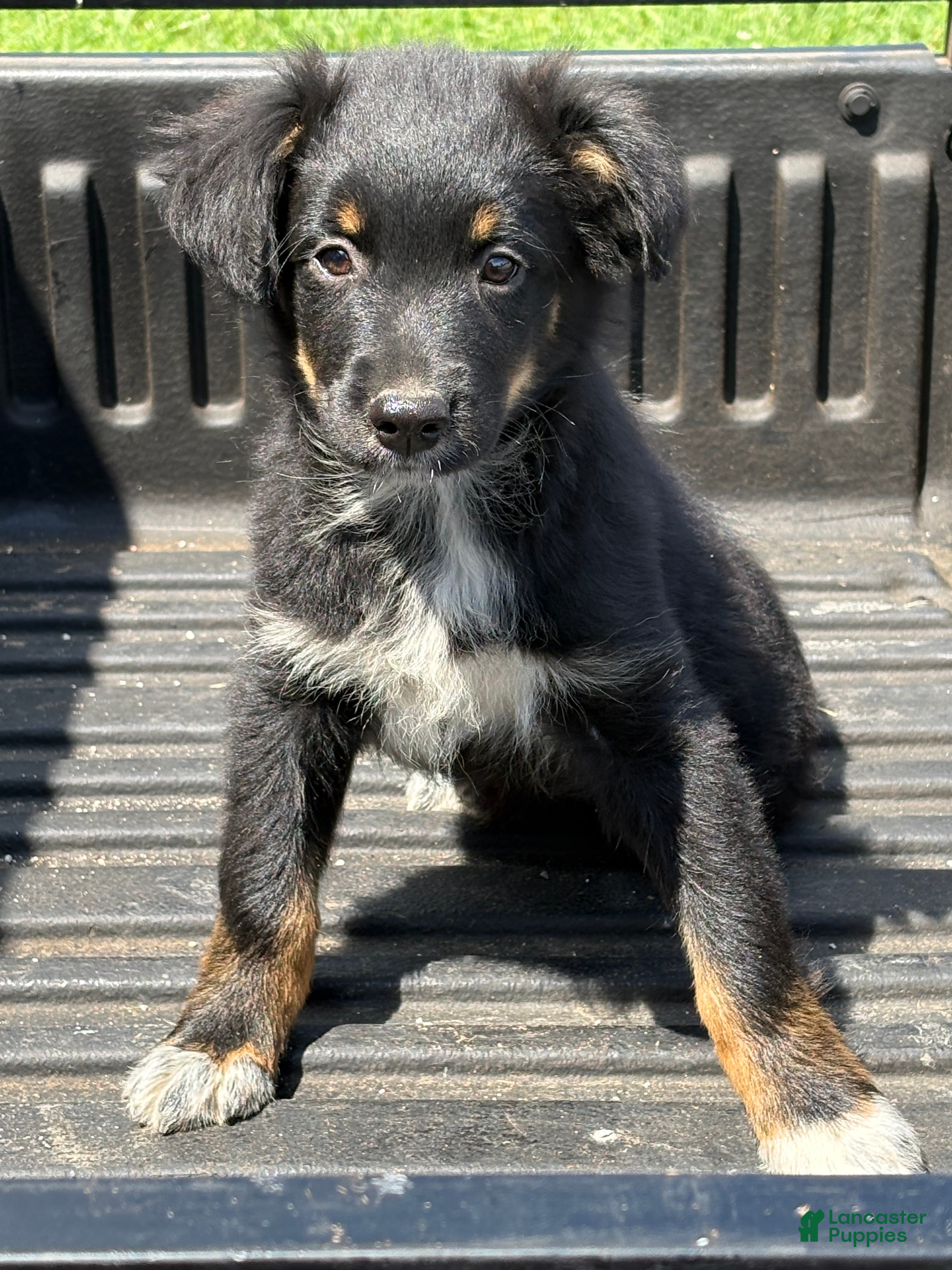 Australian Shepherd dogs Dakotah - Ad 1