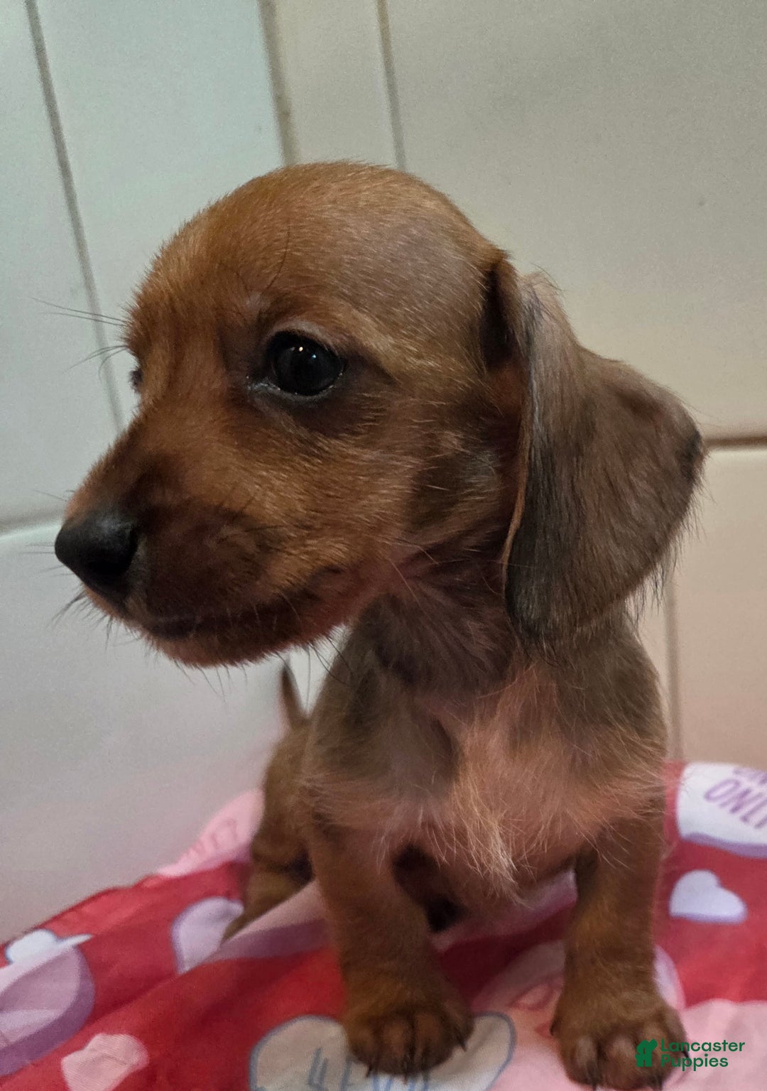 Miniature Dachshund dogs for sale: Miniature Dachshund Puppy 2 - Ad 4