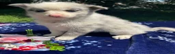 Pomsky dogs for sale: Nemo - Ad 3
