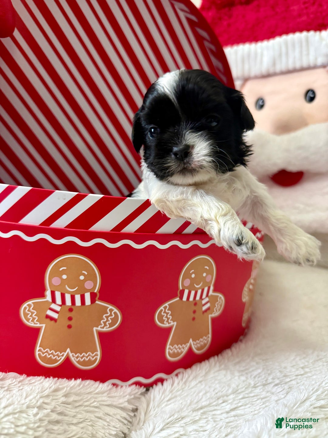 Shihpoo dogs for sale: Boq  - Ad 7