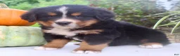Bernese Mountain Dog dogs for sale: Chad - Ad 7