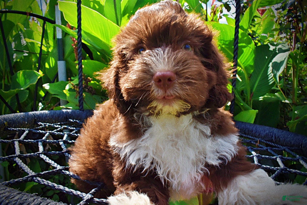 Havapoo dogs Baxter - Ad 1