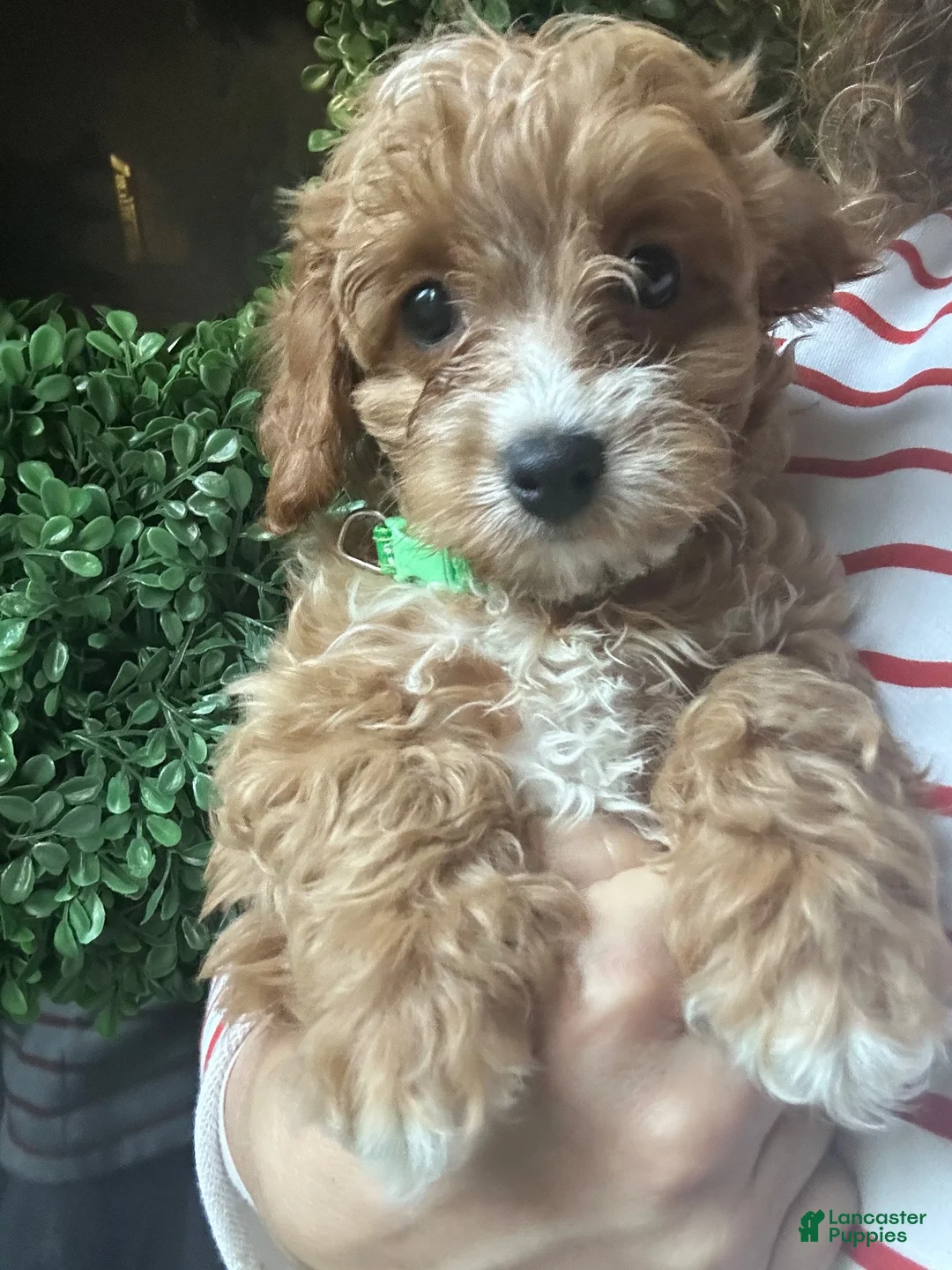 Cavapoochon dogs for sale: 💚 Sand - Ad 1