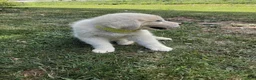 Great Pyrenees dogs for sale: Shasta - Ad 3