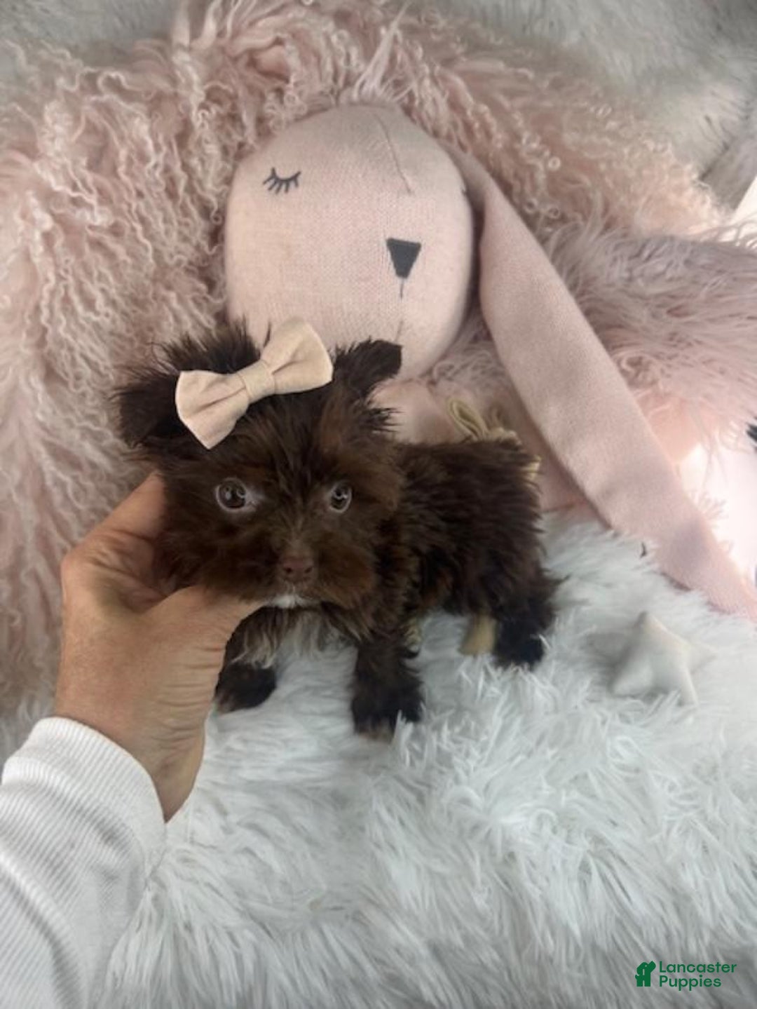 Yochon dogs for sale: Yochon Puppy 2 - Ad 3