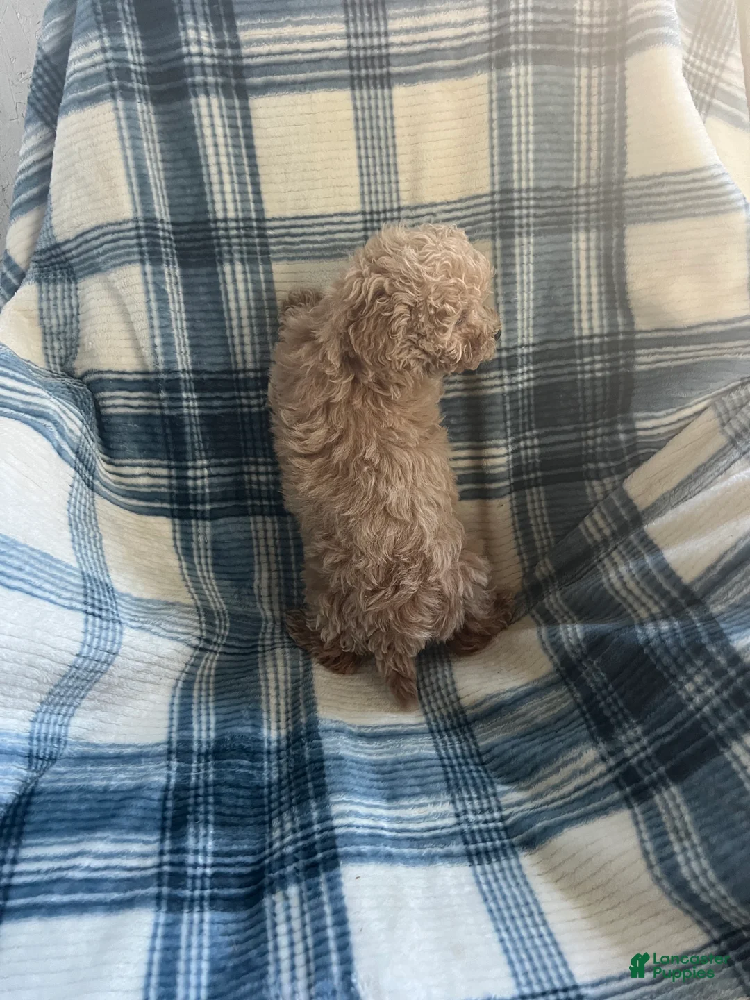 Shihpoo dogs for sale: Peanut (shih-poo) - Ad 2