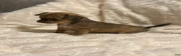 Chihuahua dogs for sale: Nala - Ad 11