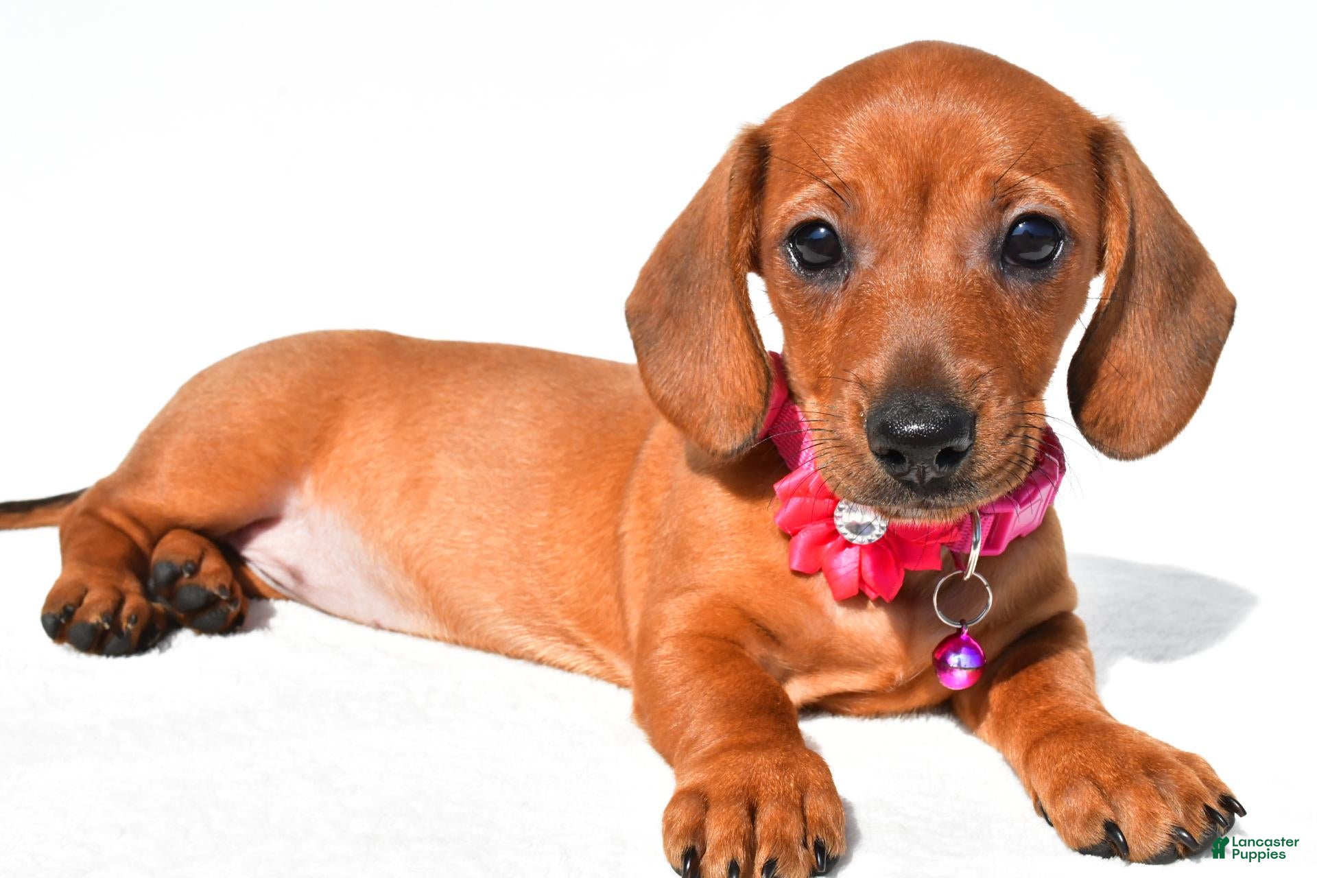 Miniature Dachshund dogs Jenny - Ad 2