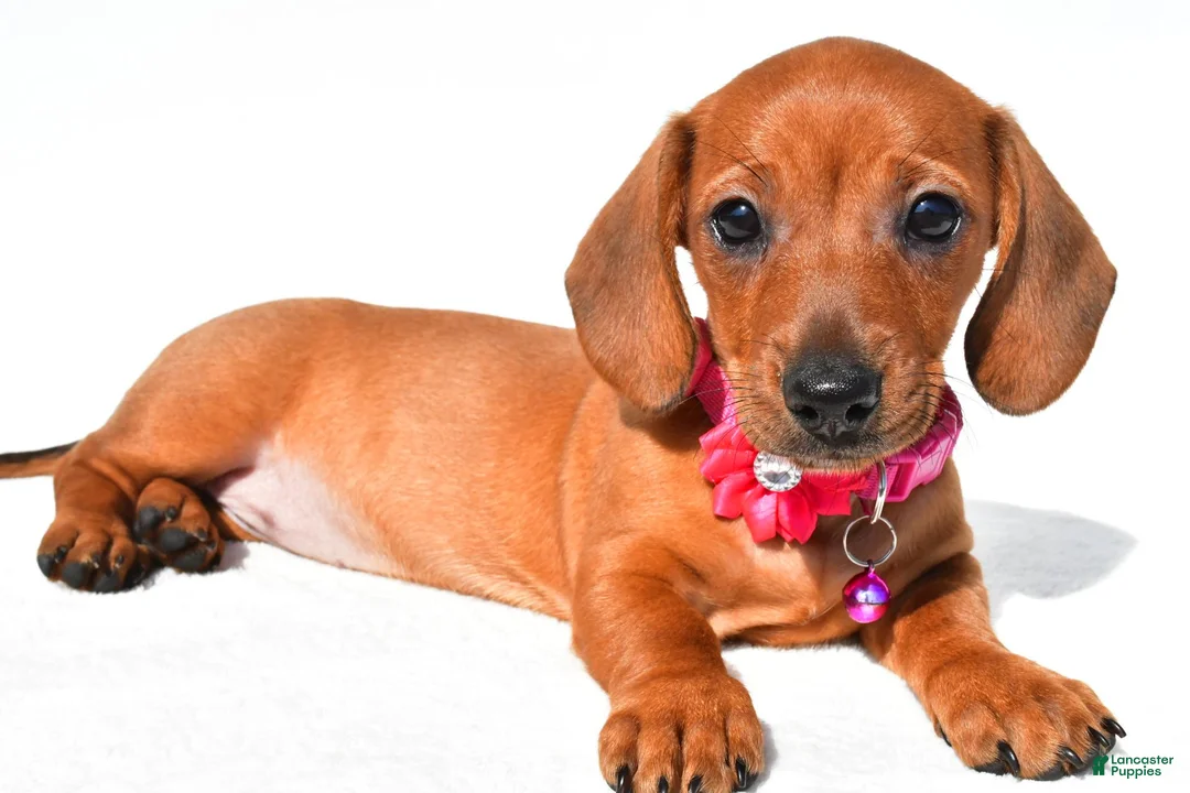 Miniature Dachshund dogs for sale: Jenny - Ad 2