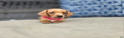 Miniature Dachshund dogs for sale: Yellow Girl - Ad 5