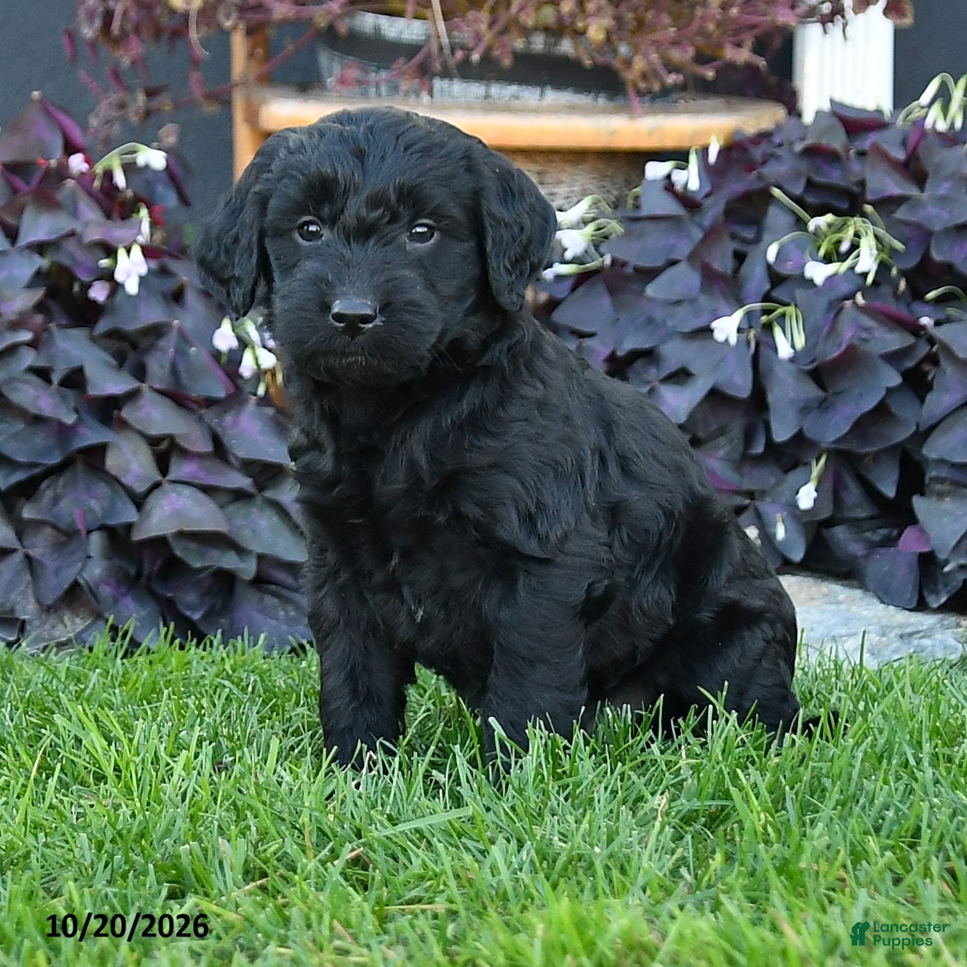 Mixed Breed dogs Cooper - Ad 2