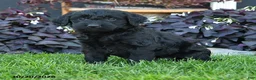 Mixed Breed dogs for sale: Cooper - Ad 2