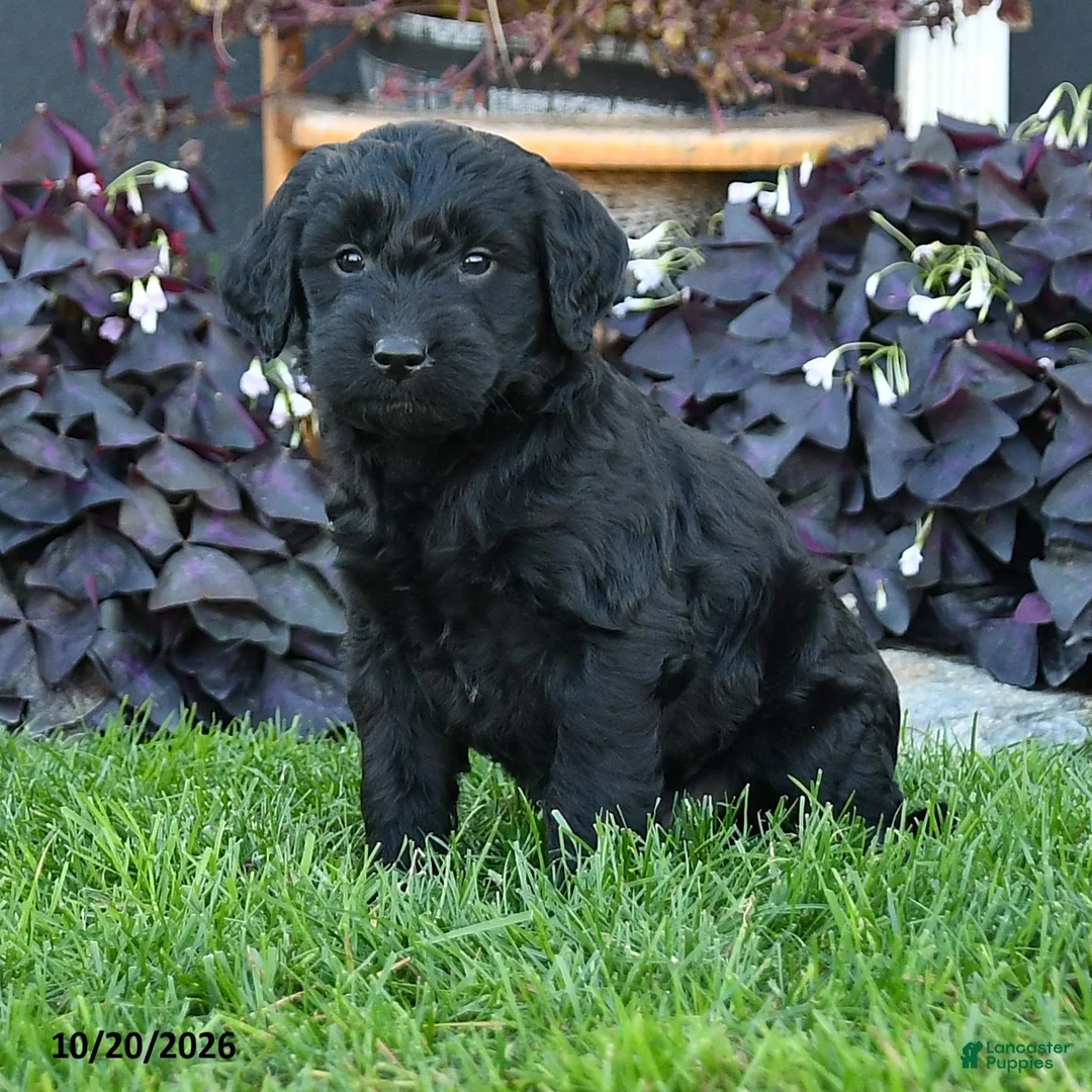 Mixed Breed dogs for sale: Cooper - Ad 2