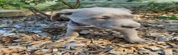 Labrador Retriever dogs for sale: Harley - Ad 10