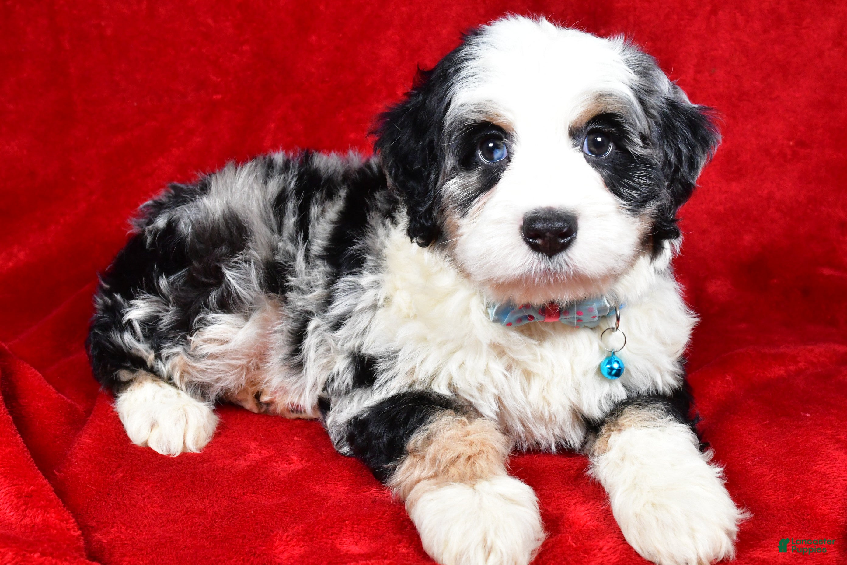 Mixed Breed dogs Cooper - Ad 3