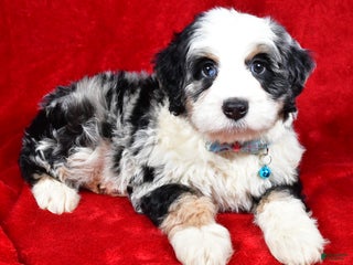 Mixed Breed dogs Cooper - Ad 14