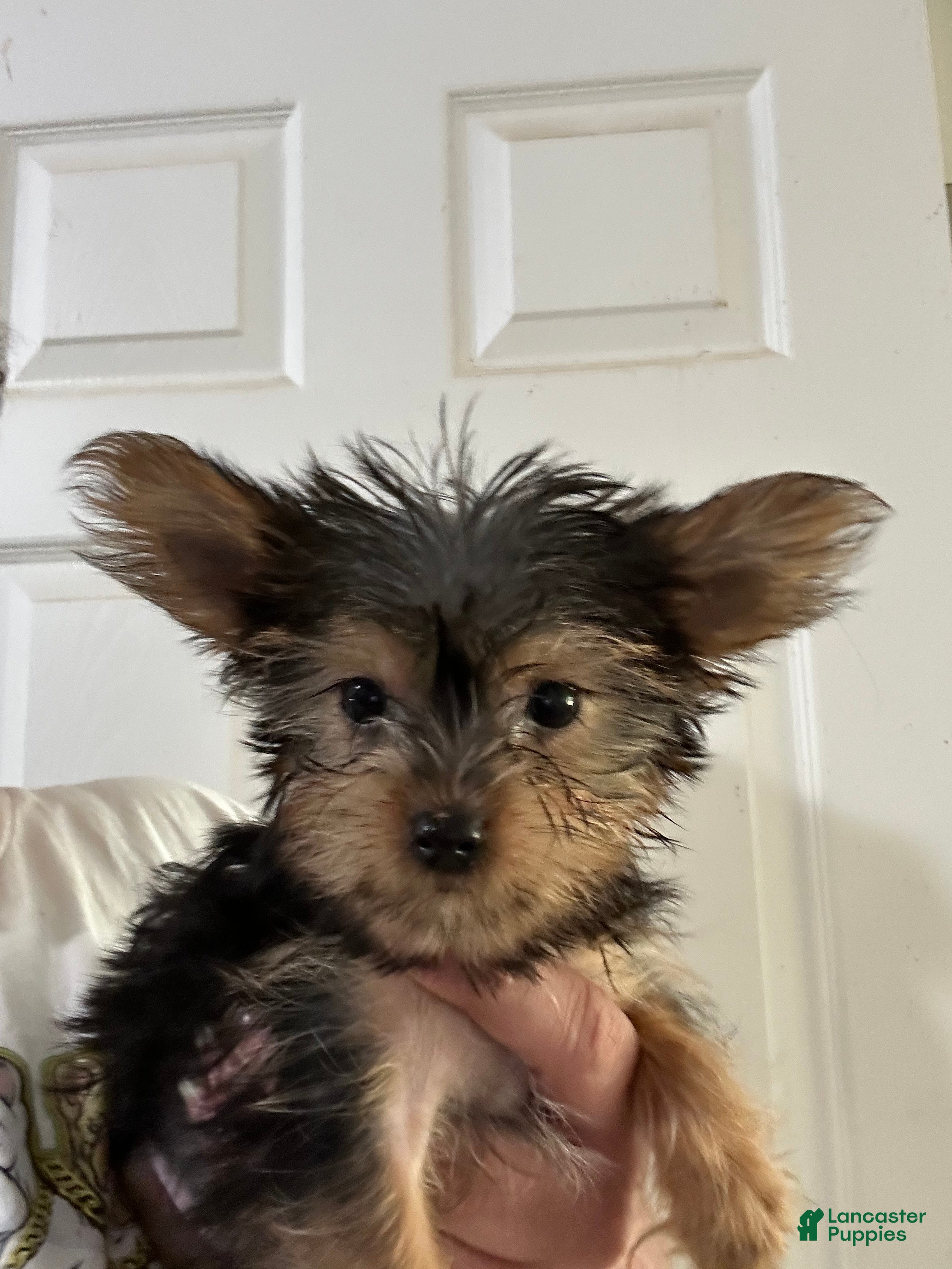 Yorkiepoo dogs Blue - Ad 10