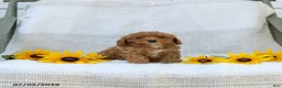 Cavapoo dogs for sale: Kelly - Ad 4