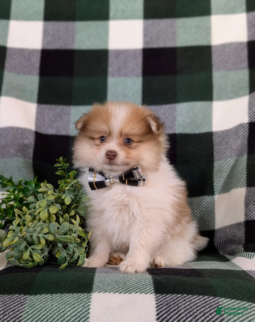 Pomeranian dogs for sale: Lancelot - Ad 1