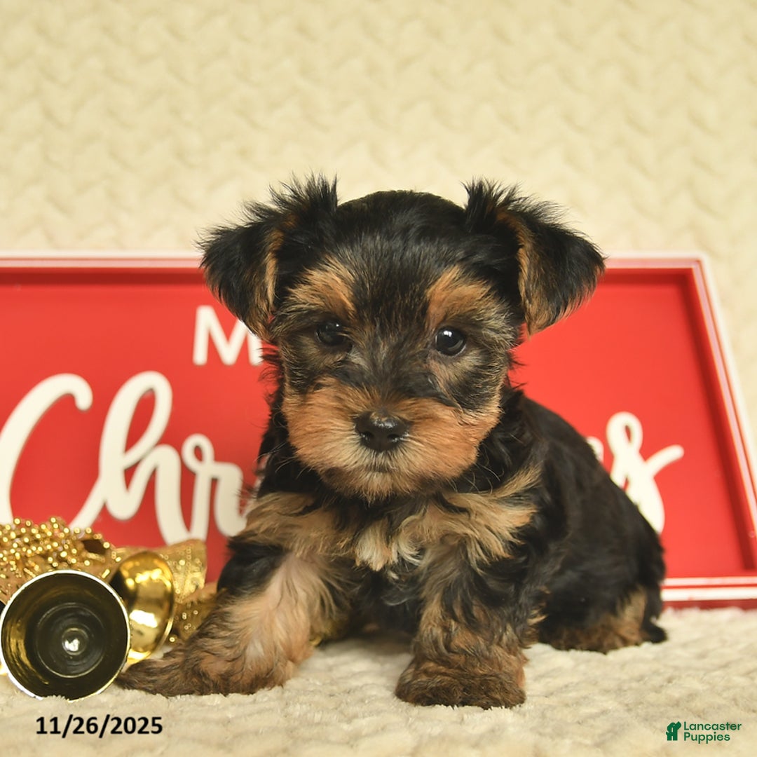 Yorkiepoo dogs for sale: Dwilyn - Ad 8
