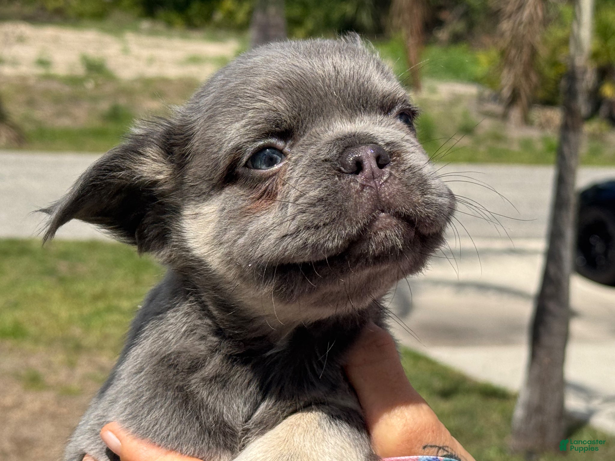 French Bulldog dogs Cosmos - Ad 2