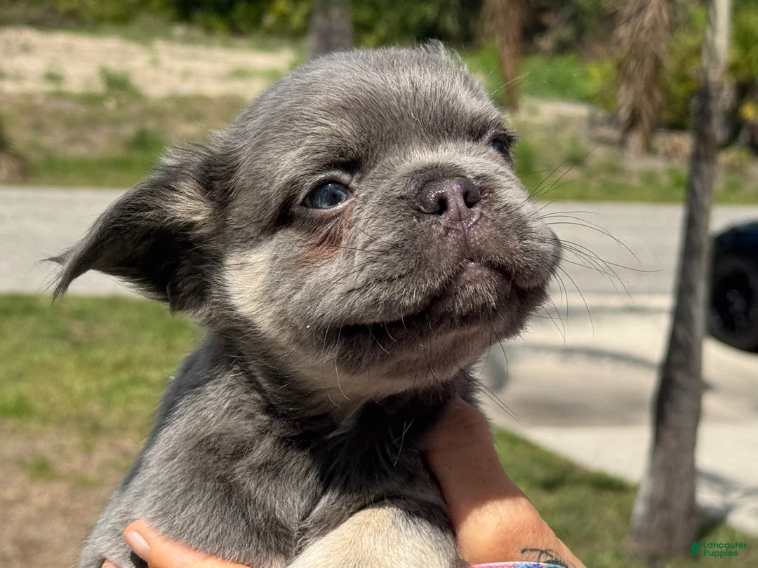 French Bulldog dogs for sale: Cosmos - Ad 2