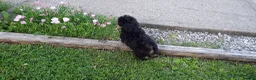 Toy Poodle dogs for sale: Dakota - Ad 3