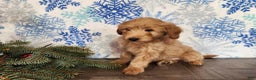 Mini Goldendoodle dogs for sale: Reno - Ad 19