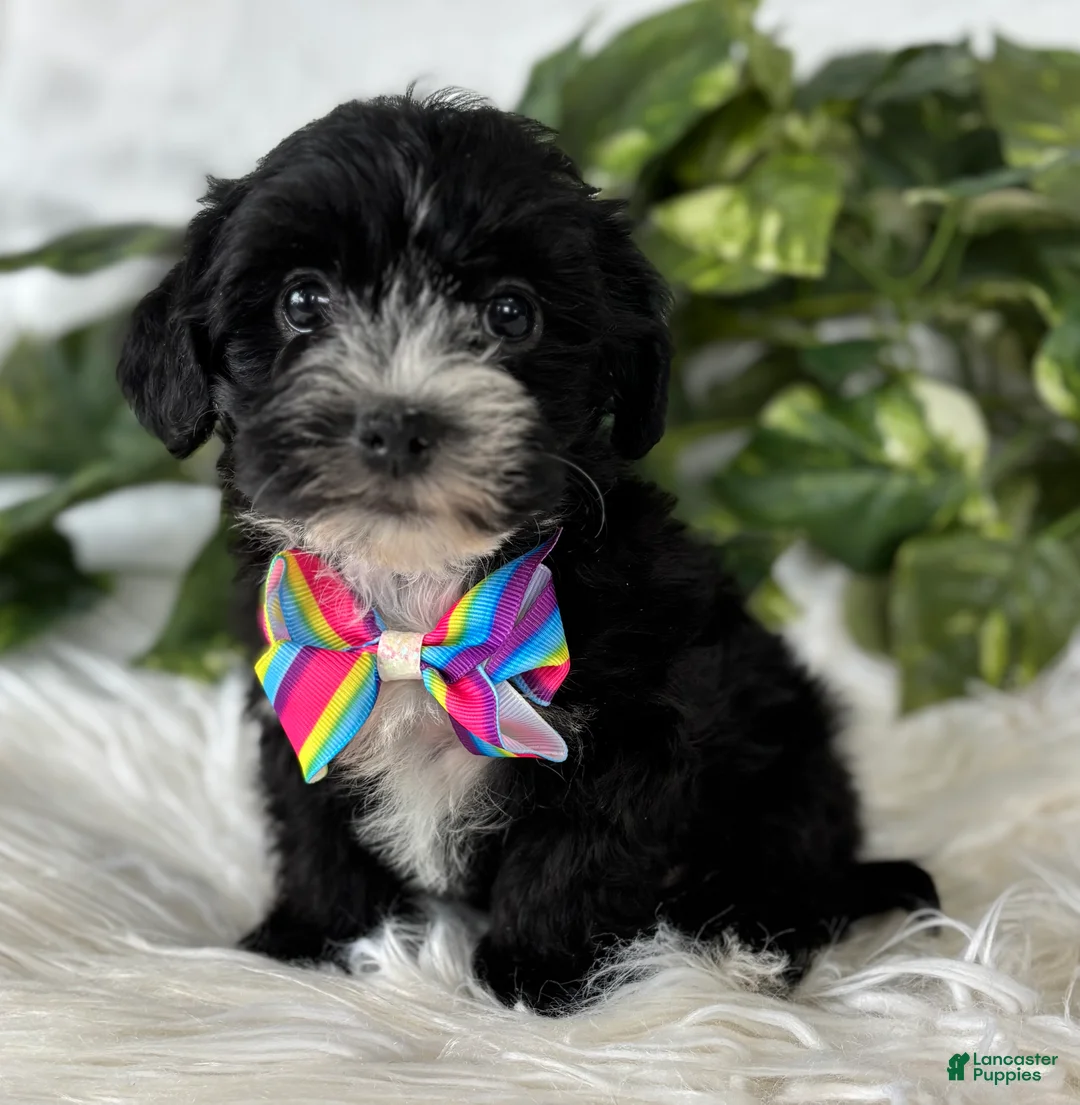 Morkie dogs for sale: Patrick - Ad 9