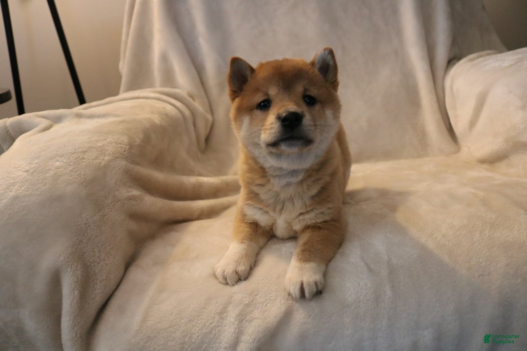 Shiba Inu dogs for sale: Skipper  - Ad 2