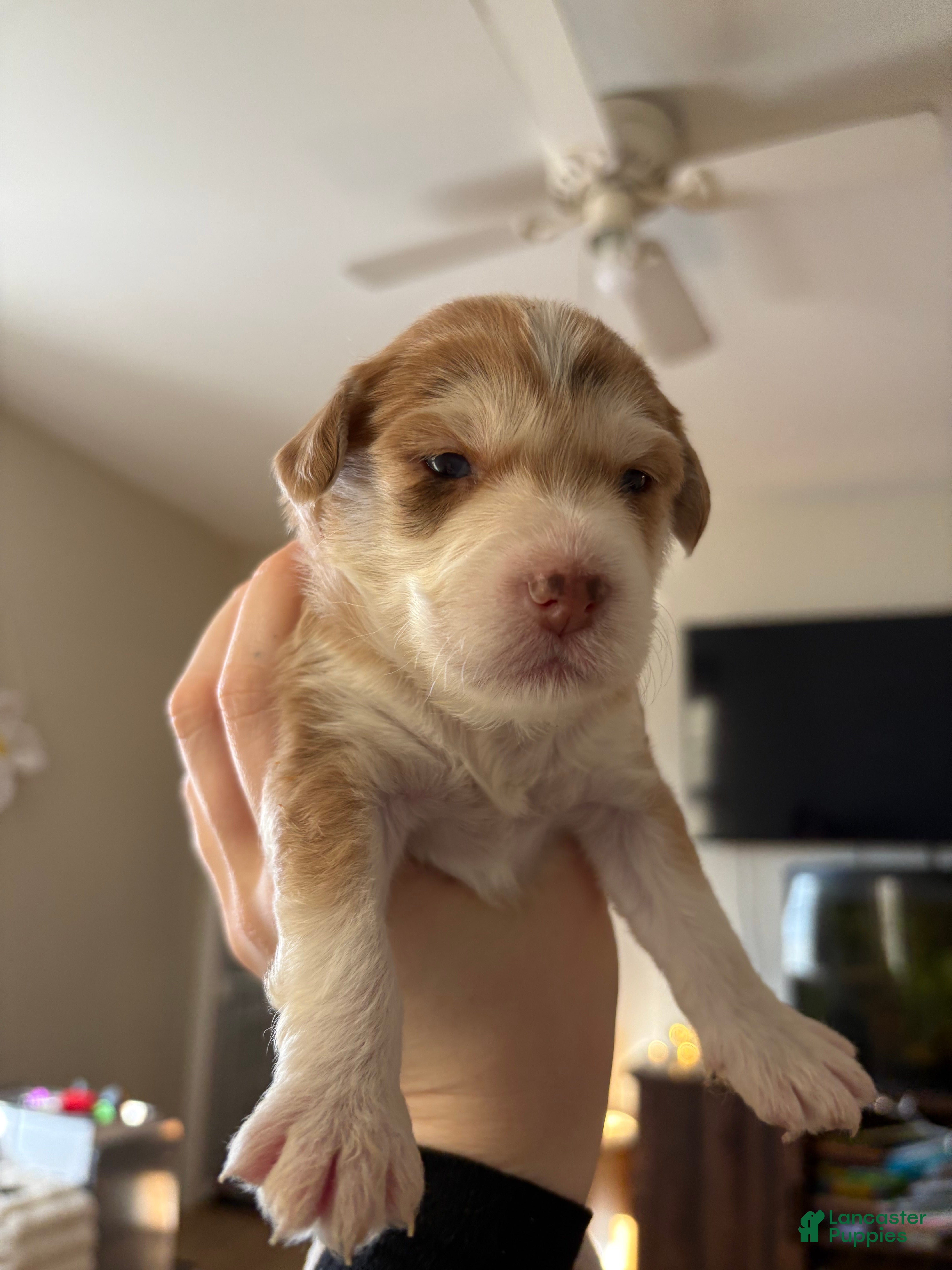 Mixed Breed dogs for sale: Amelie - Ad 1