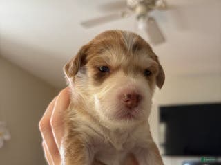 Mixed Breed dogs Amelie - Ad 4