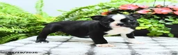 Boston Terrier dogs for sale: Layla - Ad 5