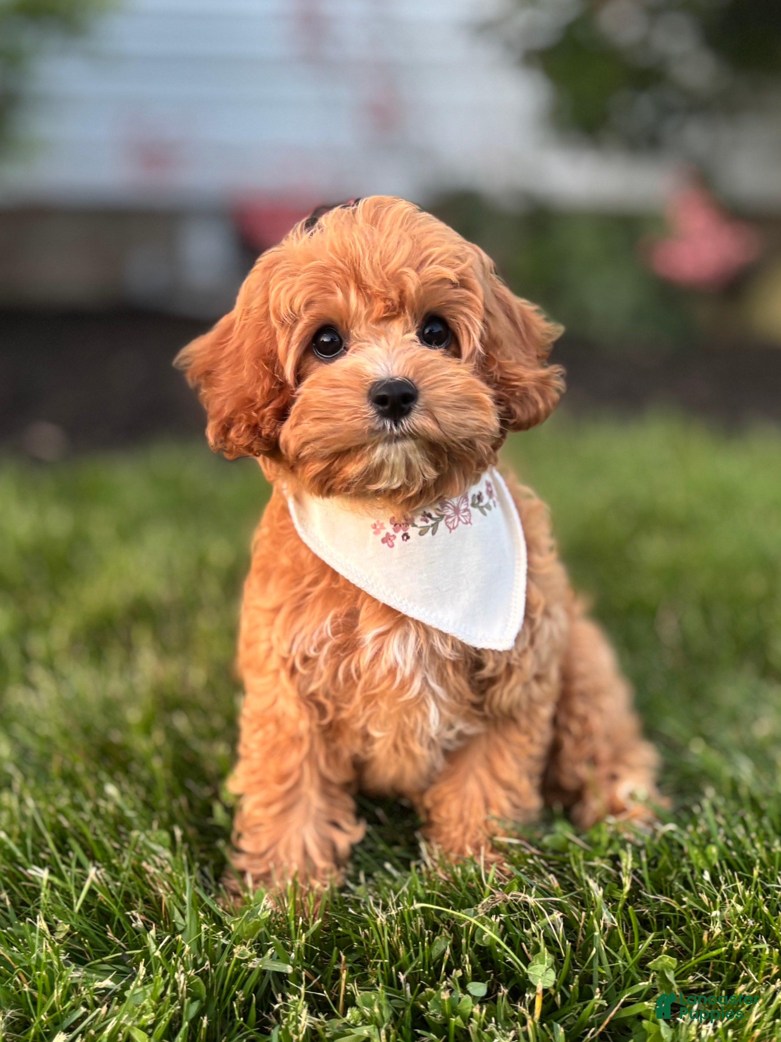 Cavapoo dogs Pippi Cavapoo Puppy  - Ad 1