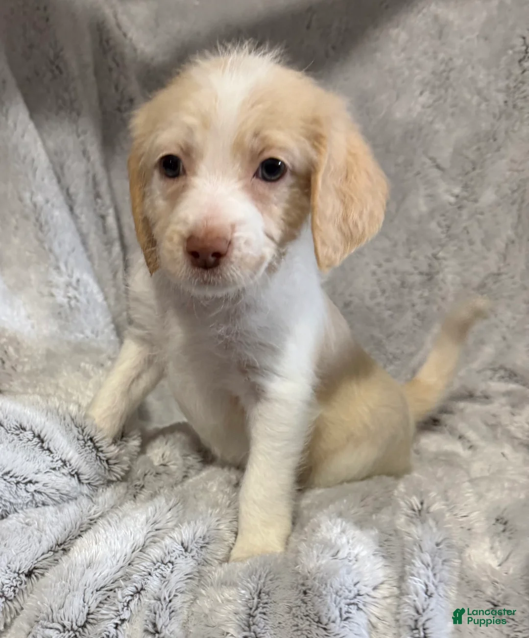 Mixed Breed dogs for sale: Annie - Ad 1